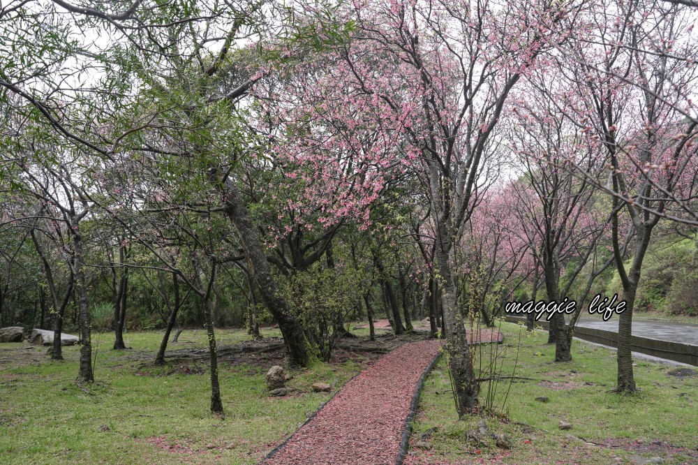 陽明山紫明溪步道｜陽明山最新秘境，免費泡野溪溫泉，還有超美櫻花，就在陽明書屋對面 @瑪姬幸福過日子