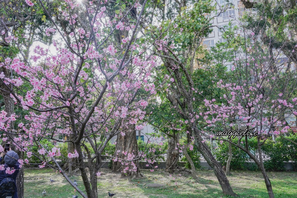 台北市賞櫻新景點，市中心台北國父紀念館也可以賞櫻，搭捷運就可以賞櫻花，還有一排櫻花步道 @瑪姬幸福過日子