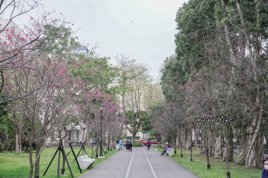 台北市賞櫻新景點，市中心台北國父紀念館也可以賞櫻，搭捷運就可以賞櫻花，還有一排櫻花步道 @瑪姬幸福過日子
