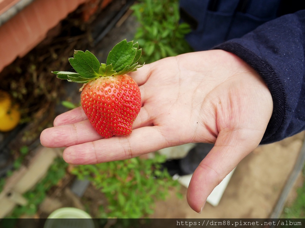 內湖草莓季｜台北採草莓一日遊，莓圃觀光休閒果園採草莓，交通，價位，台北親子景點推薦 @瑪姬幸福過日子