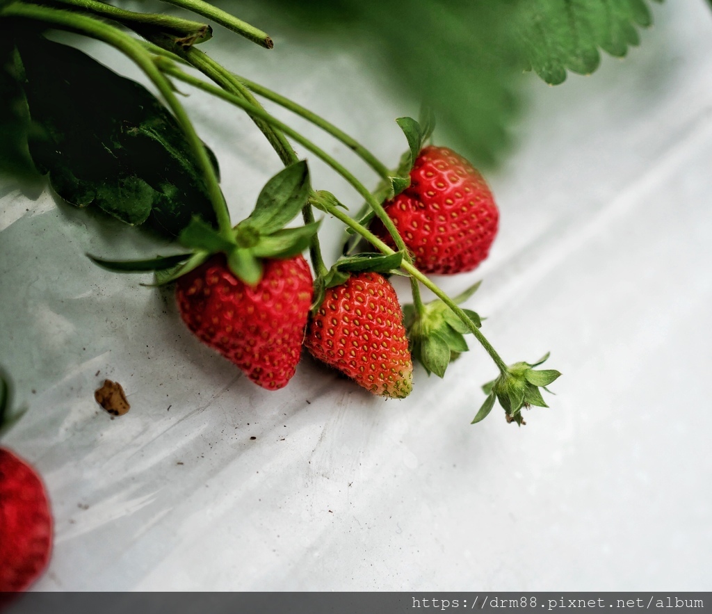 內湖草莓季｜台北採草莓一日遊，莓圃觀光休閒果園採草莓，交通，價位，台北親子景點推薦 @瑪姬幸福過日子