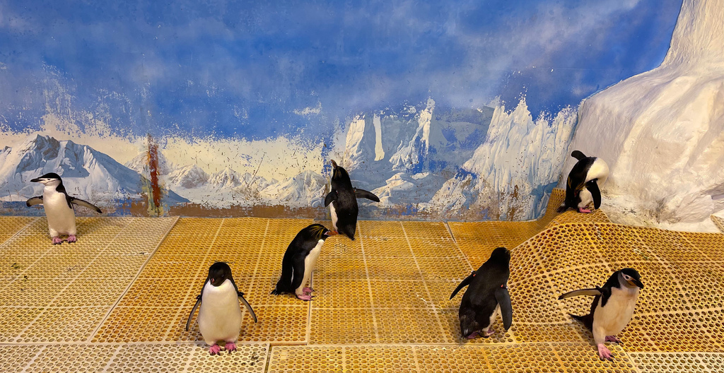 屏東墾丁｜屏東海生館餵企鵝體驗，全台唯一近距離與上百隻企鵝接觸， 一生必遊一次秒飛南極餵企鵝永生難忘，詳細介紹資訊解說！ @瑪姬幸福過日子