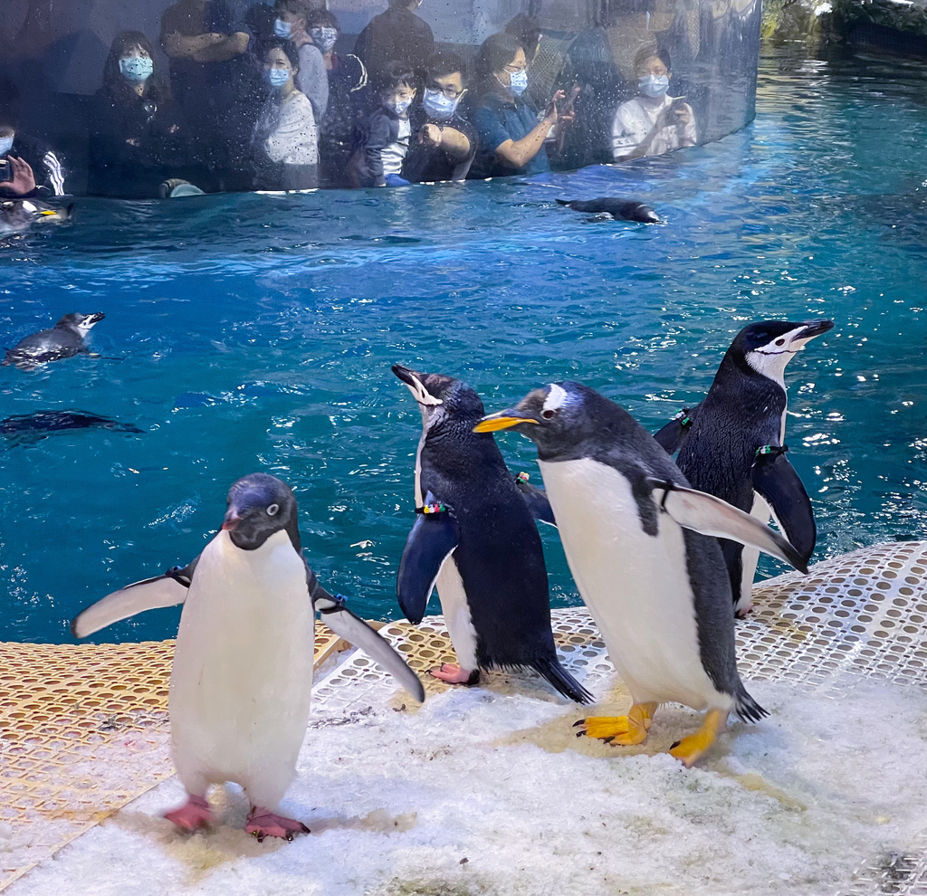 【 屏東墾丁】 全台唯一，海生館企鵝餵食體驗，近距離與上百隻企鵝接觸， 一生必遊一次秒飛南極餵企鵝，永生難忘，詳細介紹資訊解說！ @瑪姬幸福過日子