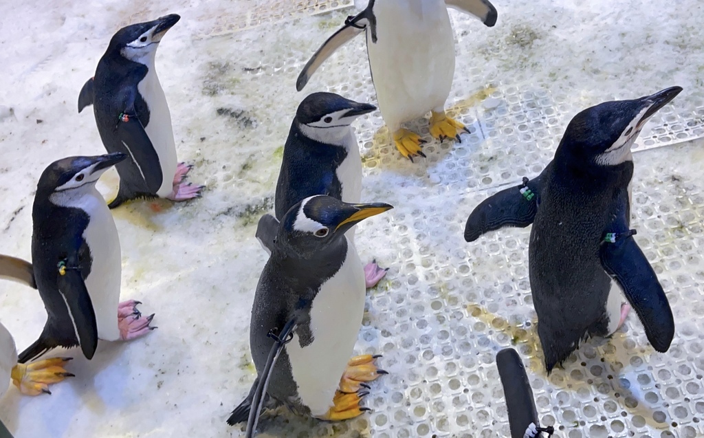 【 屏東墾丁】 全台唯一，海生館企鵝餵食體驗，近距離與上百隻企鵝接觸， 一生必遊一次秒飛南極餵企鵝，永生難忘，詳細介紹資訊解說！ @瑪姬幸福過日子