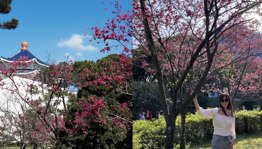 【台北賞櫻景點】 中正紀念堂櫻花開了，台北市最方便的賞櫻花景點，有日本櫻花台灣櫻花盛開，賞櫻搭捷運就可以了～ @瑪姬幸福過日子