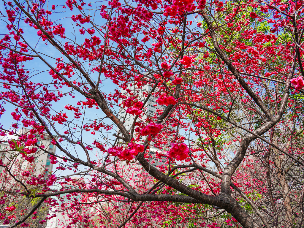 【新竹賞櫻景點】新竹公園櫻花850顆爆炸美，三大賞櫻必拍點，讓你一秒到日本！！！ @瑪姬幸福過日子