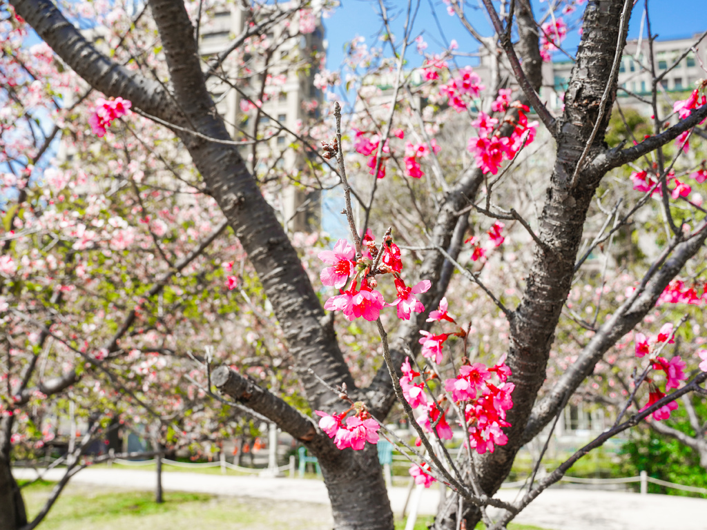 【新竹賞櫻景點】新竹公園櫻花850顆爆炸美，三大賞櫻必拍點，讓你一秒到日本！！！ @瑪姬幸福過日子