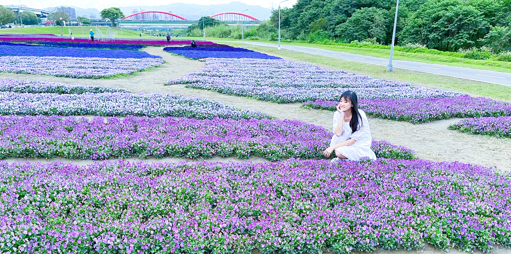 2022台北免費賞花景點，古亭河濱公園花海開始了， 13萬紫色漸層花海超浪漫，一秒到日本，怎麼去交通，花期，拍照方式。 @瑪姬幸福過日子