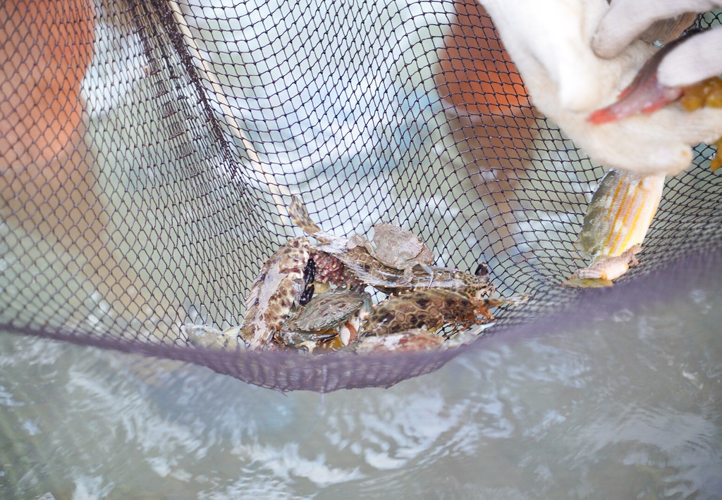 澎湖現抓石斑魚體驗，潮間帶， 全台唯一「阿婆抱礅」，石斑豐魚季一起來潮間帶秘境抓魚吧！ @瑪姬幸福過日子